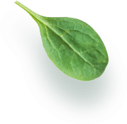 Ca74c029 Leaf Element